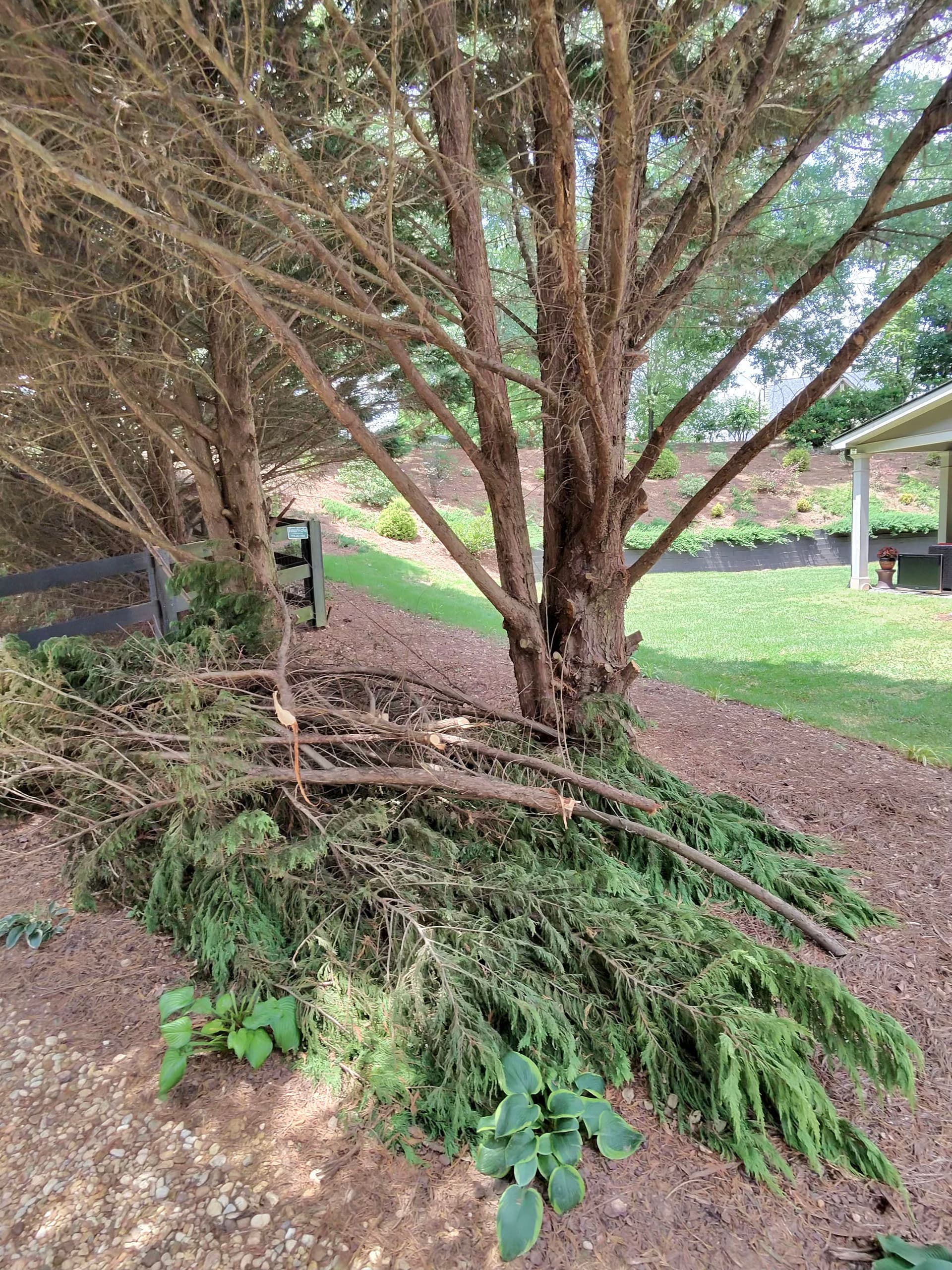 Same-Day Tree Debris Pickup in Hoschton image